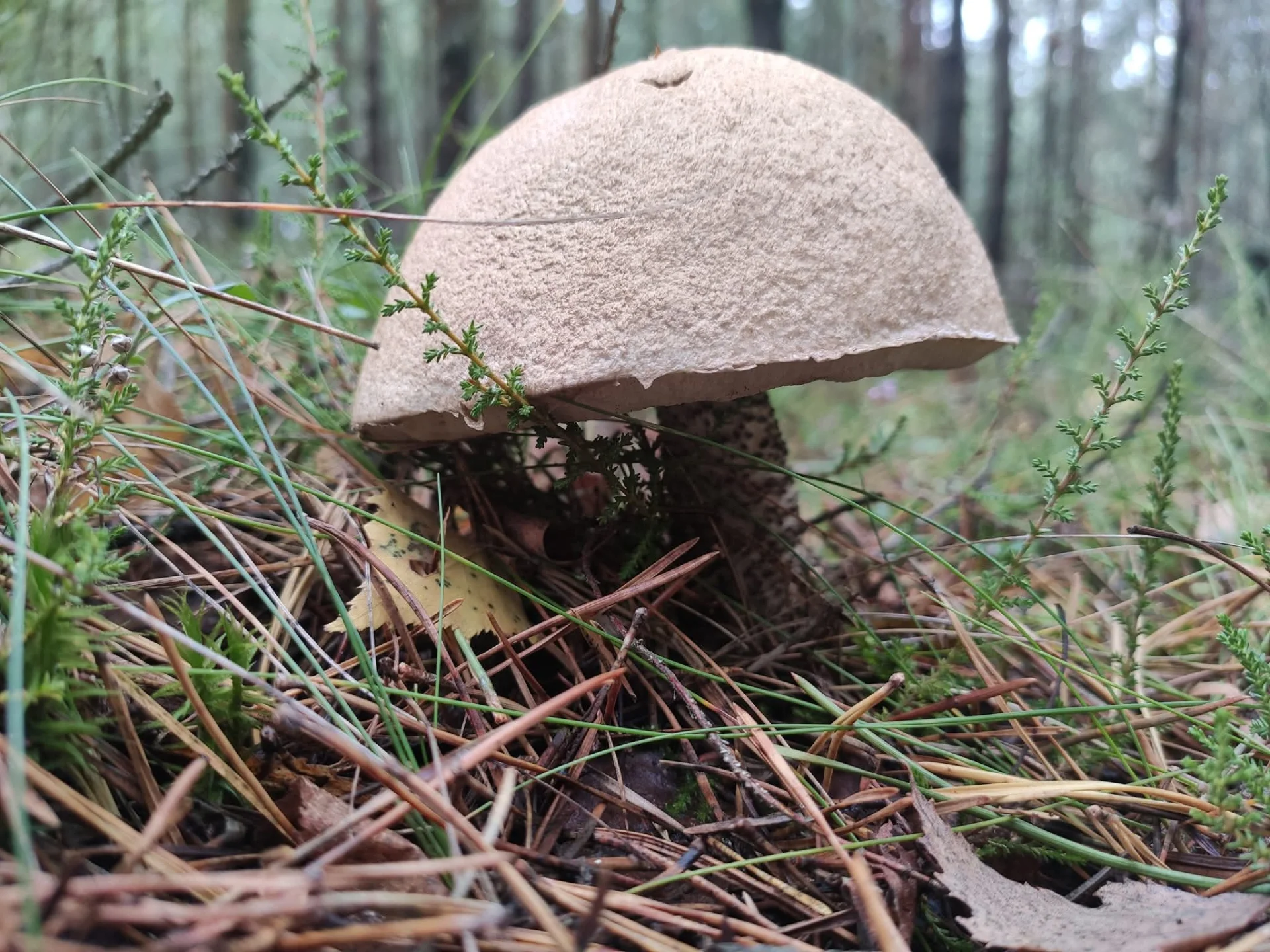 miniatura zgłoszenia